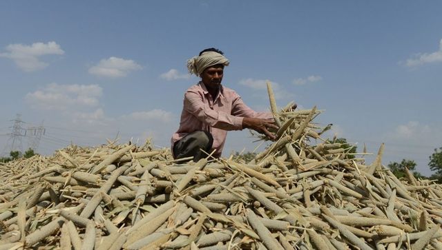 Millets are the New Yoga: India's big plan to make the cereals its biggest export in 2023 Millets are the New Yoga: India's big plan to make the cereals its biggest export in 2023