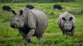 Zero rhino poaching in Assam in 2022: How the state achieved the feat