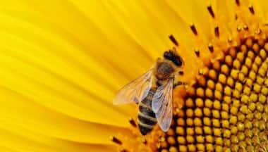 US approves world’s first vaccine for honeybees: Why is it needed?