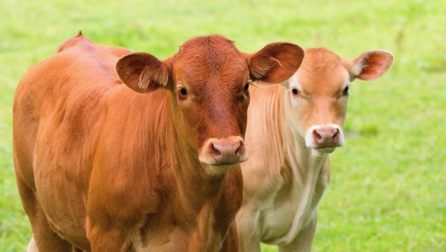 Israel sending spy cows in Palestine, claim authorities Israel sending spy cows in Palestine, claim authorities