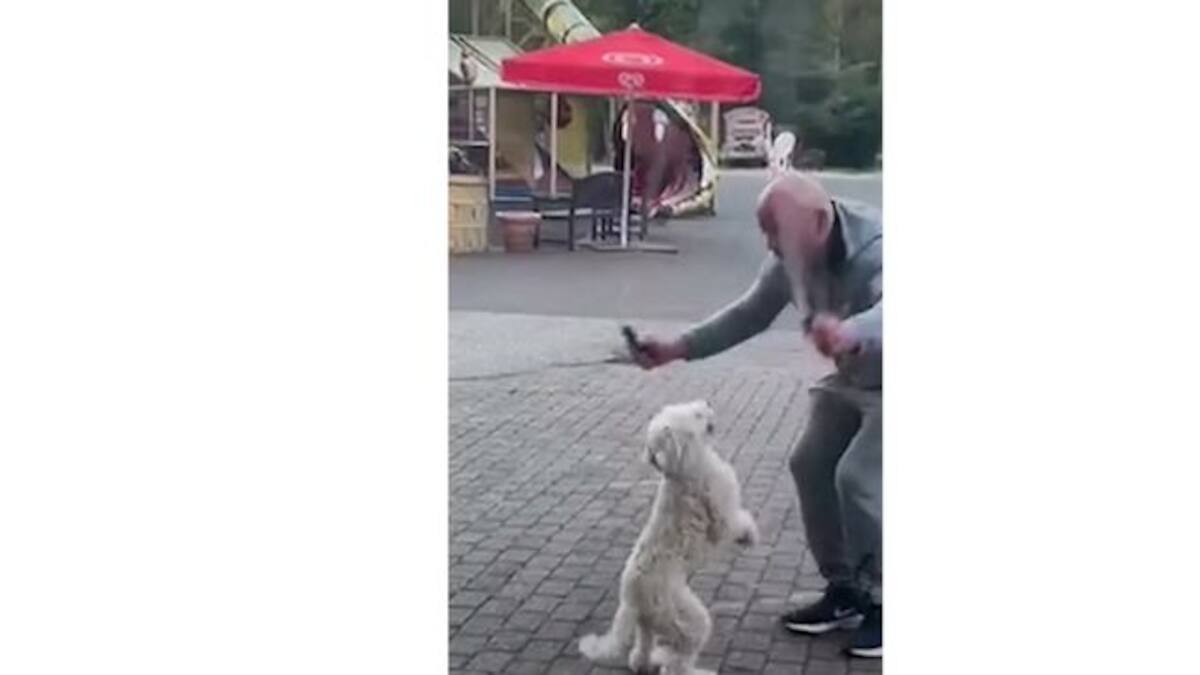 Pet dog creates world record for most skips on hind legs in 30 seconds