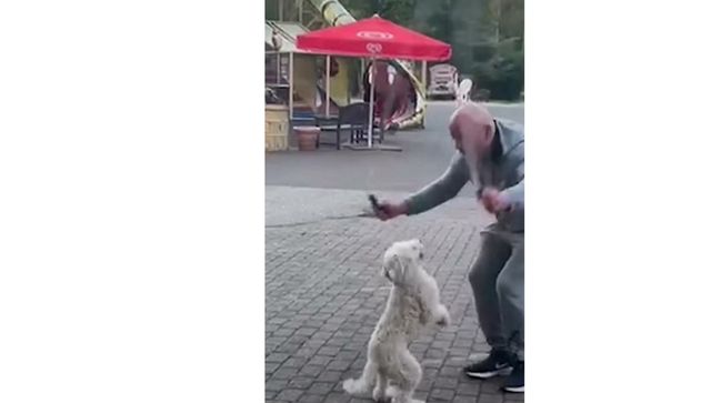 Pet dog creates world record for most skips on hind legs in 30 seconds; watch Pet dog creates world record for most skips on hind legs in 30 seconds; watch