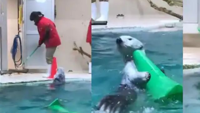Viral: Sea otter helping people to clean pool is the cutest thing on internet today Viral: Sea otter helping people to clean pool is the cutest thing on internet today