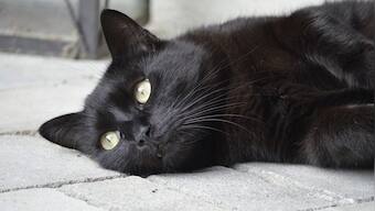 Darna Zaroori Hai: Is Friday the 13th a day to fear?