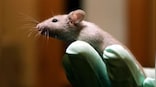 Will humans be able to grow young again after study makes reverse ageing possible in mice?