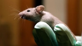 Will humans be able to grow young again after study makes reverse ageing possible in mice?