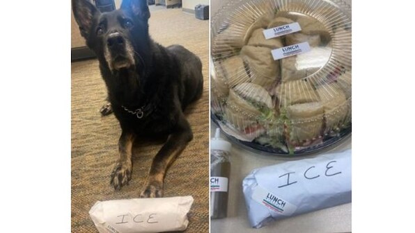 US police probes K-9 charged of stealing colleague's lunch'; dog's photo goes viral
