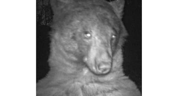 Selfie crazy 'Kim-bearly Kardashian' becomes internet sensation for clicking 400 selfies