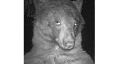 Selfie crazy 'Kim-bearly Kardashian' becomes internet sensation for clicking 400 selfies