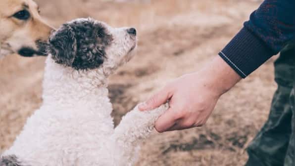 Are dogs left-handed or right-handed? Here's what science has to say