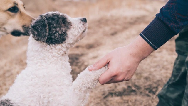 Are dogs left-handed or right-handed? Here's what science has to say Are dogs left-handed or right-handed? Here's what science has to say