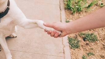Old video of men skipping wedding reception to save dog goes viral