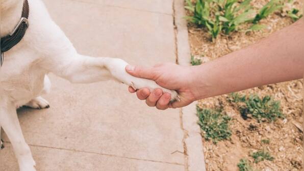Old video of men skipping wedding reception to save dog goes viral