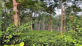 'Ma-guru' in Chhattisgarh forests: How a spiritual leader turned barren red laterite rocks into a biodiversity paradise