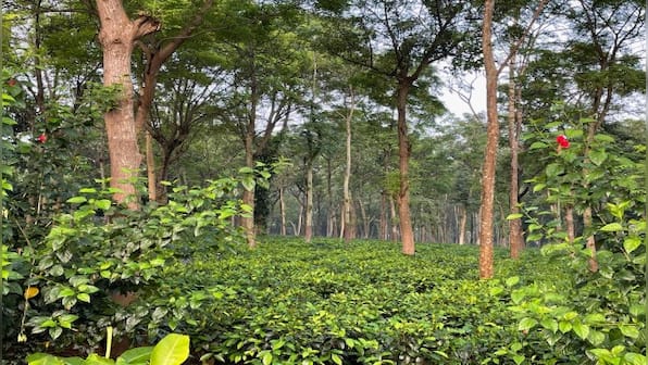 'Ma-guru' in Chhattisgarh forests: How a spiritual leader turned barren red laterite rocks into a biodiversity paradise