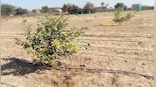 Carbon sequestration and trading: How can India ensure reduced footprints and enhanced incomes in agri-sector