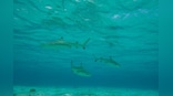 Two-thirds of reef sharks and rays risk extinction: study