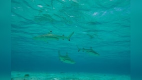 Two-thirds of reef sharks and rays risk extinction: study
