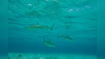 Two-thirds of reef sharks and rays risk extinction: study