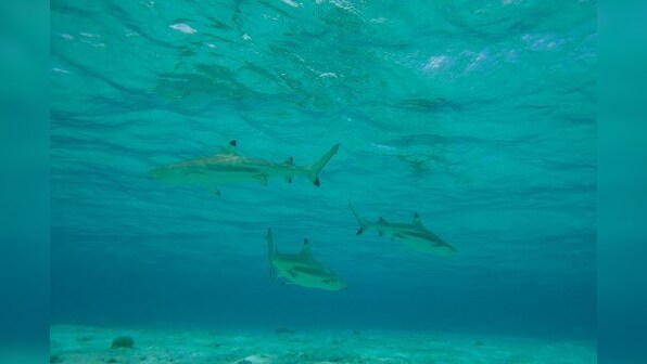 Two-thirds of reef sharks and rays risk extinction: study