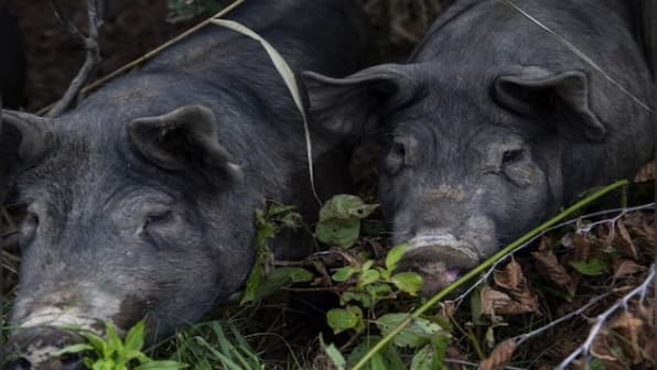 What are Canada's 'super pigs' and why are they deadly?