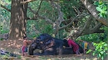 Sri Lanka bans single-use plastics to save elephants. Will it work?