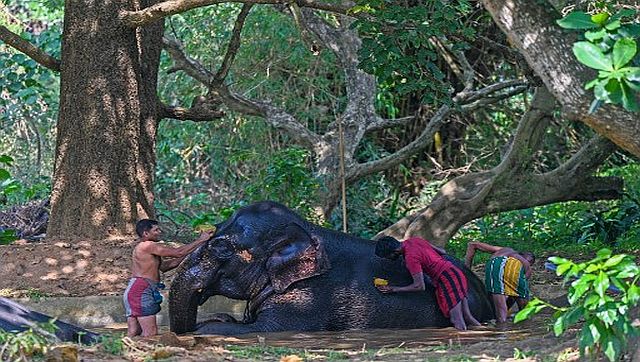 Sri Lanka bans single-use plastics to save elephants. Will it work? Sri Lanka bans single-use plastics to save elephants. Will it work?