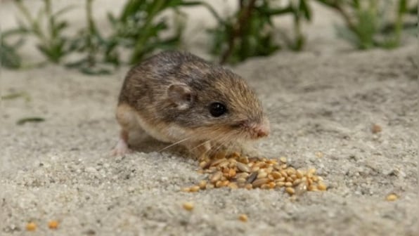 Meet Pat, the Pacific pocket mouse Guinness Book named the world's oldest