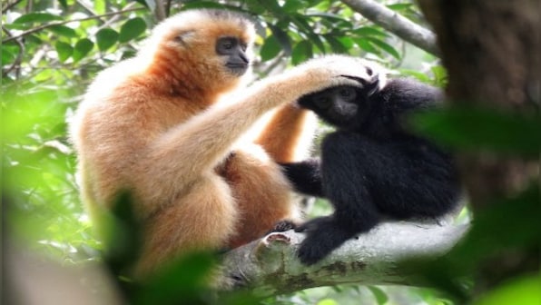 Explained: How did an isolated Japanese gibbon get pregnant in a zoo cage?