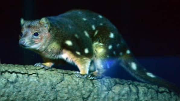Explained: How these endangered Australian animals could be mating themselves to death
