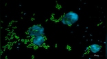 What are the 'Keanu Revees' molecules that can kill 'bad boys' in your body?
