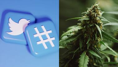 A different high: Twitter becomes the first social media company in the US to allow cannabis ads 