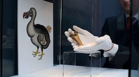 Explained: Can the extinct dodo bird be brought ‘back to life’?