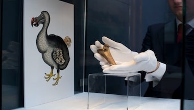 Explained: Can the extinct dodo bird be brought ‘back to life’?