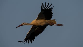 Addicted to 'junk' food, how storks in Spain have altered their migration and breeding patterns