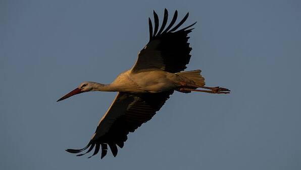 Addicted to 'junk' food, how storks in Spain have altered their migration and breeding patterns