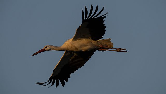 Addicted to 'junk' food, how storks in Spain have altered their migration and breeding patterns Addicted to 'junk' food, how storks in Spain have altered their migration and breeding patterns