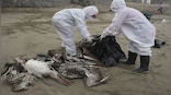 Explained: Why minks falling sick to bird flu is worrying for humans