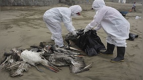 Explained: Why minks falling sick to bird flu is worrying for humans