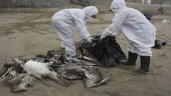 Explained: Why minks falling sick to bird flu is worrying for humans