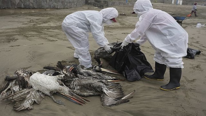 Explained: Why minks falling sick to bird flu is worrying for humans