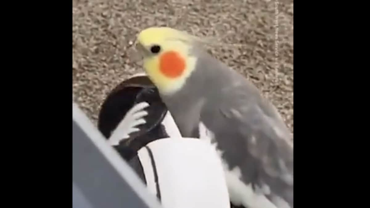 Viral video: Bird perfectly mimics Jingle Bells, Hunger Games theme song