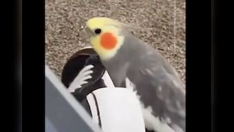 Viral video: Bird perfectly mimics Jingle Bells, Hunger Games theme song
