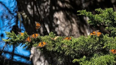 Endangered monarch butterflies face perilous storm