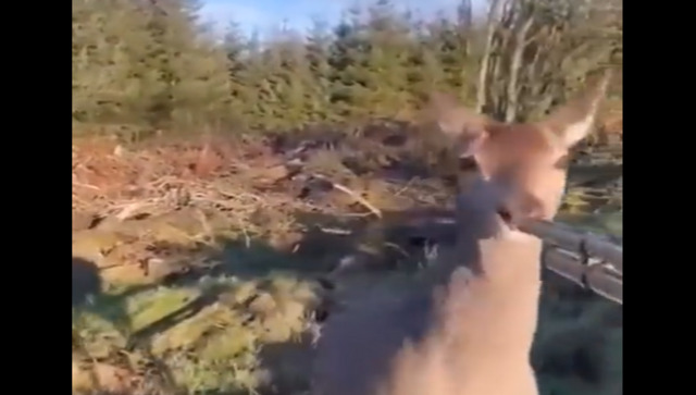 Viral Video: Watch deer ‘hunting a hunter's mindset’ with kindness Viral Video: Watch deer ‘hunting a hunter's mindset’ with kindness