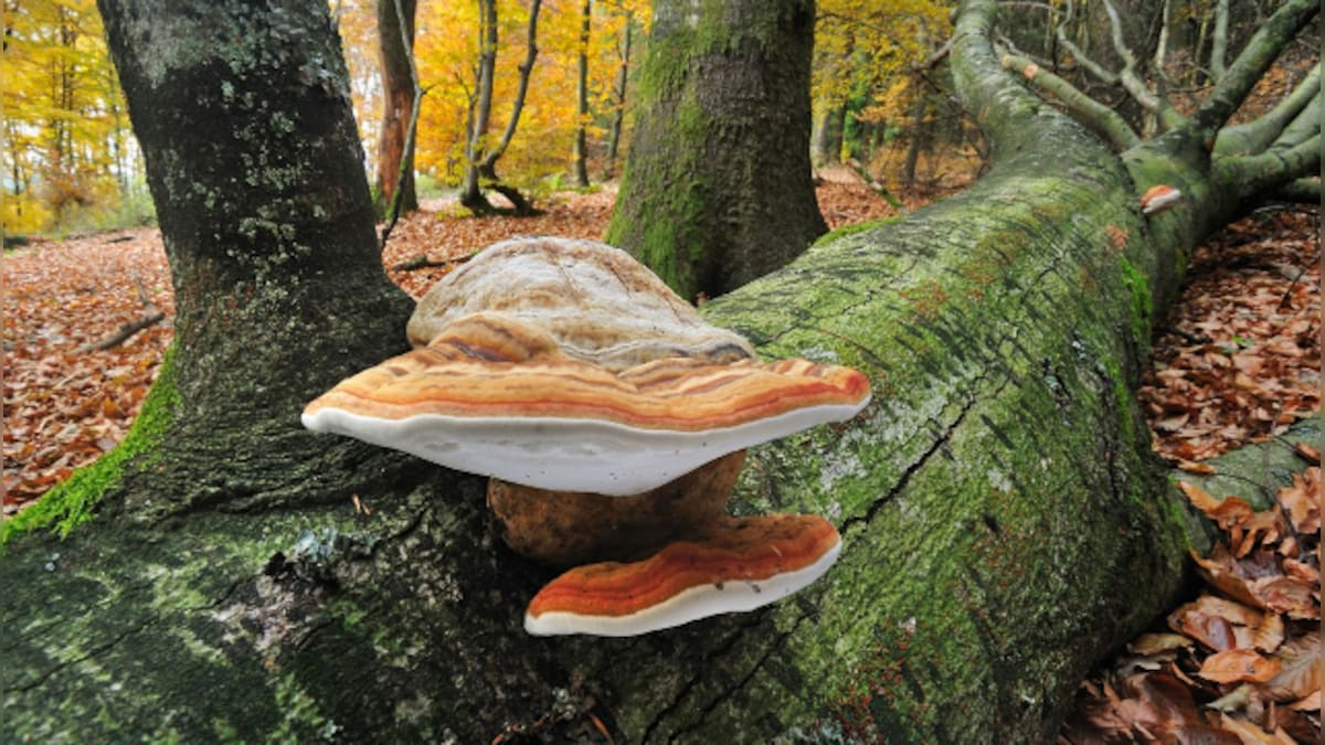 Solving the plastic problem: Scientists are trying to synthesise mushrooms to replace plastic