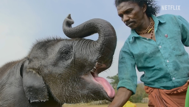 Here's why Netflix's The Elephant Whisperers is one of the most significant stories recognized by the Oscars Here's why Netflix's The Elephant Whisperers is one of the most significant stories recognized by the Oscars