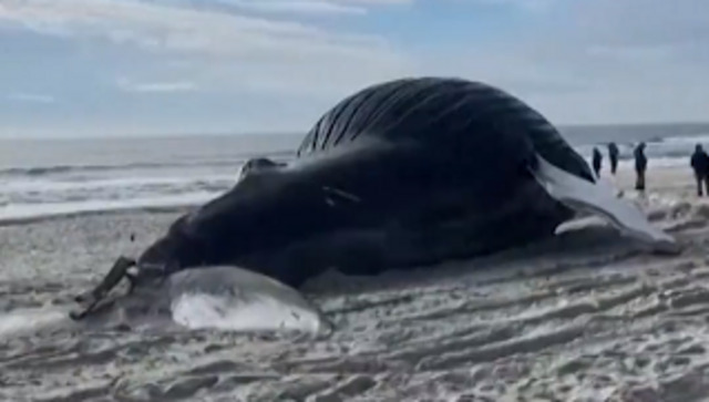 Viral video: 41-feet-long humpback whale washes ashore New York beach Viral video: 41-feet-long humpback whale washes ashore New York beach