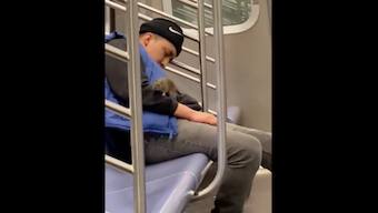 Watch: Rat crawls on sleeping man on New York subway; internet reacts