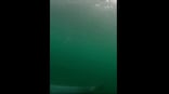 Footage captures spectacular view and sound of Orca Pod under icy Antarctica water; watch